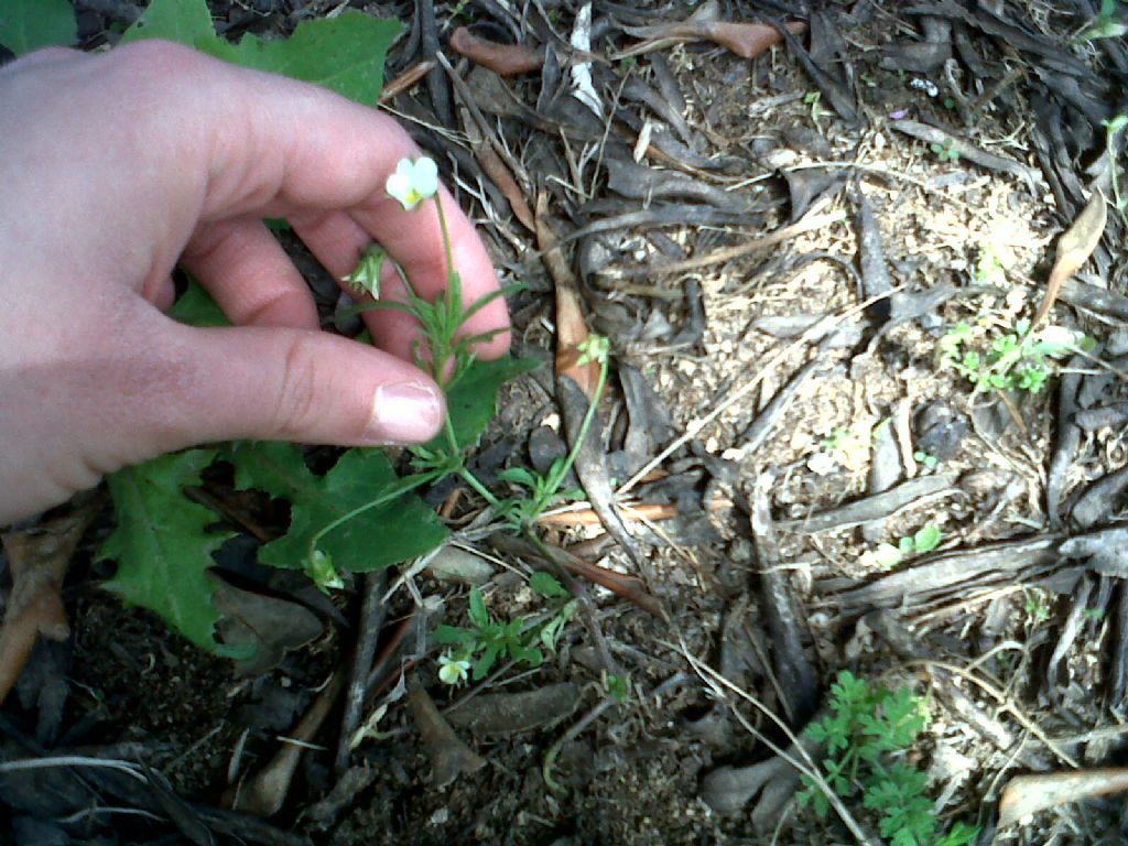 Viola arvensis
